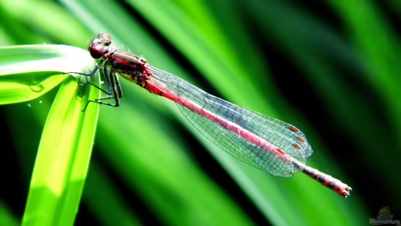 Besuch am Teich von snooze (26)