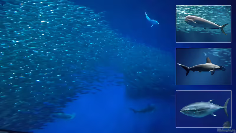 Besuch des Monterey Bay Aquariums in Kalifornien