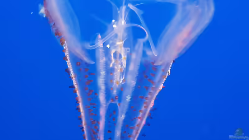 Besuch des Monterey Bay Aquariums in Kalifornien
