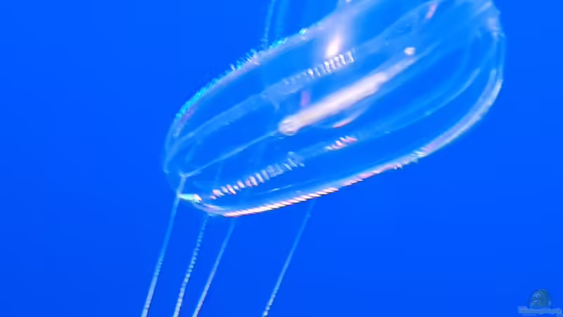 Besuch des Monterey Bay Aquariums in Kalifornien