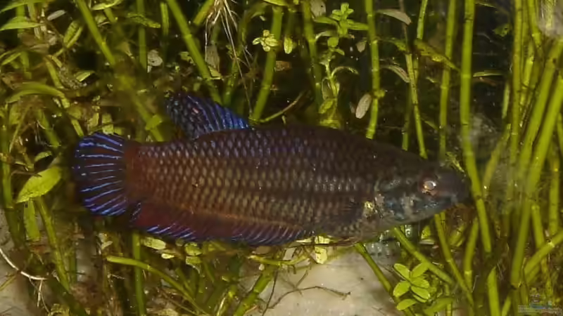 beta splendens w von Traenenreiter (13)