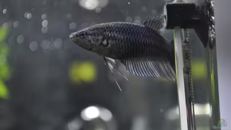 Beta Splendes von Asterrati (15)