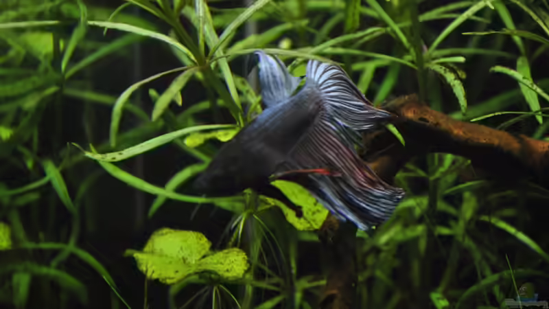 Beta Splendes von Asterrati (9)