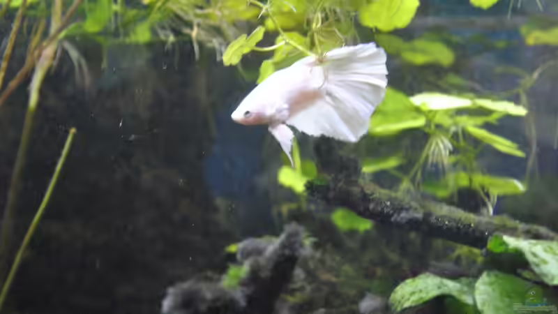 Beta Splendes (weiss) 2012-2013 von Asterrati (8)