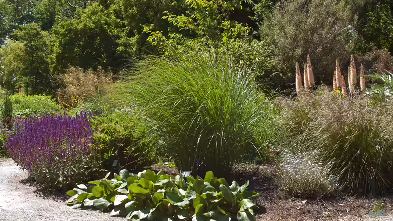 Beth Chatto - Die Pionierin des standortgerechten Gärtnerns