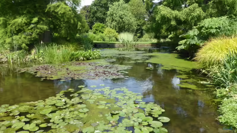 Beth Chatto - Die Pionierin des standortgerechten Gärtnerns