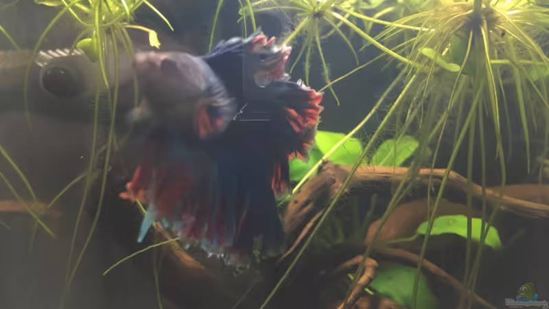 Betta  von Ottche (21)