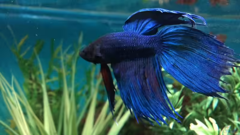 Betta 01 von Hanse-Hannes (36)