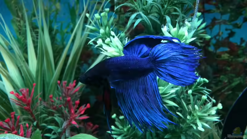 Betta 02 von Hanse-Hannes (37)