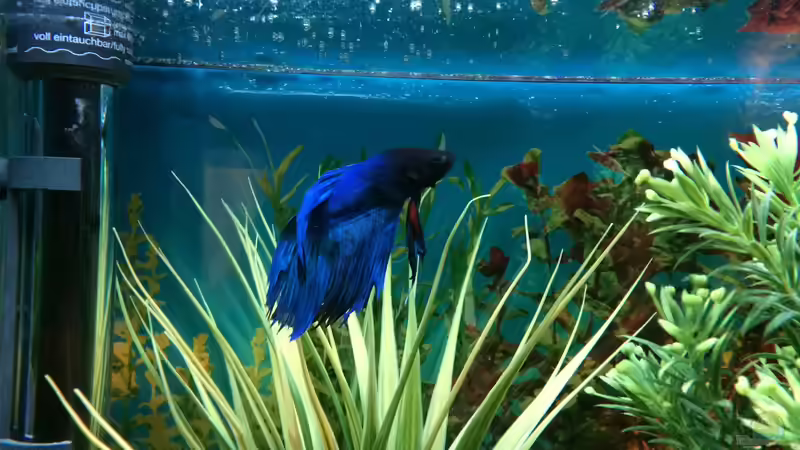 Betta 03 von Hanse-Hannes (38)