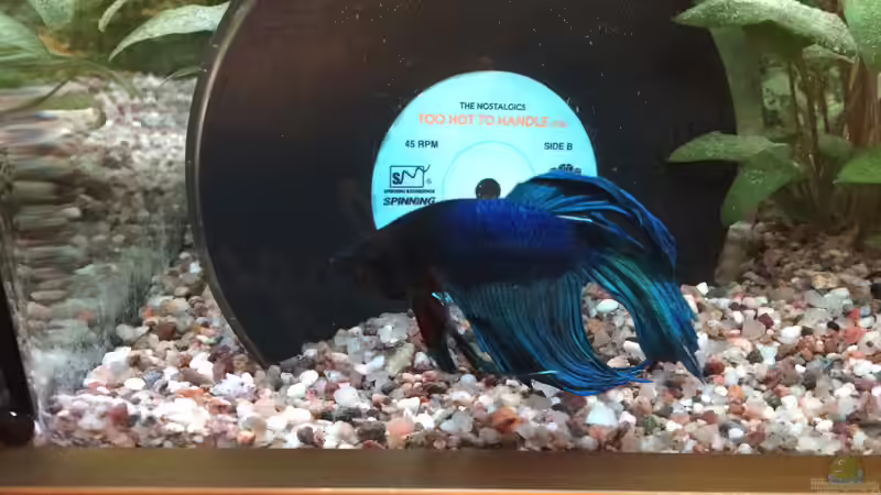 Betta 04 von Hanse-Hannes (39)