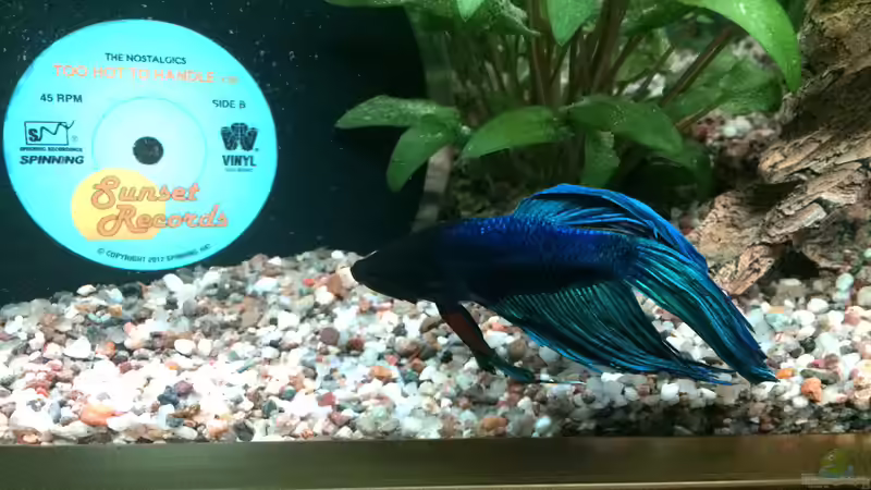 Betta 05 von Hanse-Hannes (40)