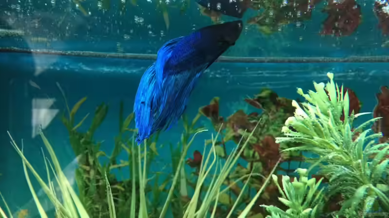 Betta 06 von Hanse-Hannes (41)