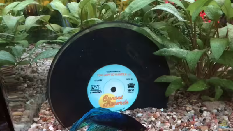 Betta 07 von Hanse-Hannes (42)