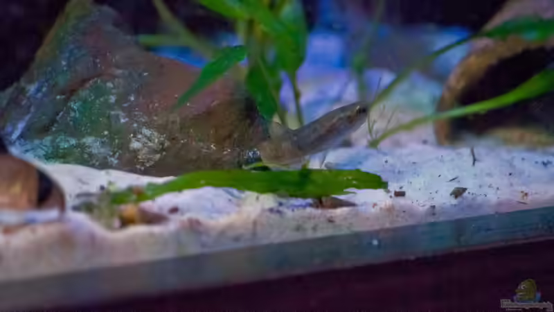 Betta Albimarginata Mädchen von Melusine Vom Musenhain (9)