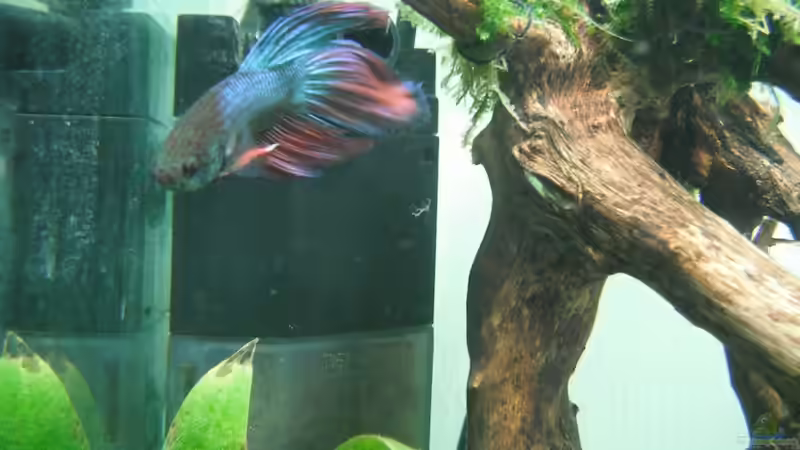 Betta an Wurzel von schwefelfell (11)