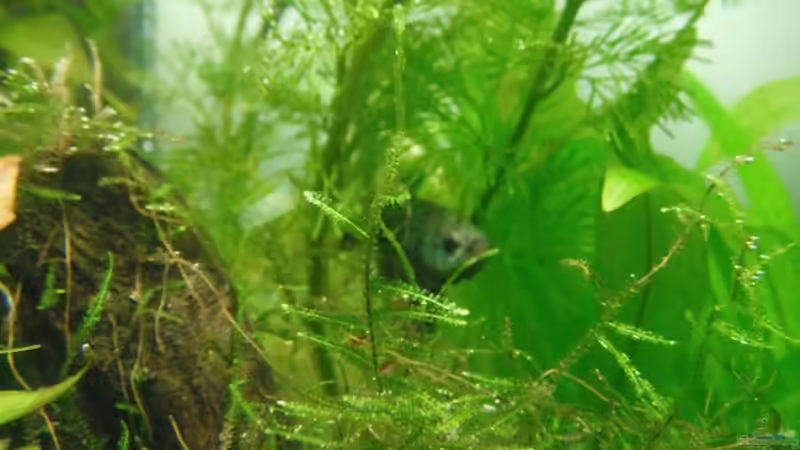 Betta im alten Cube von schwefelfell (4)