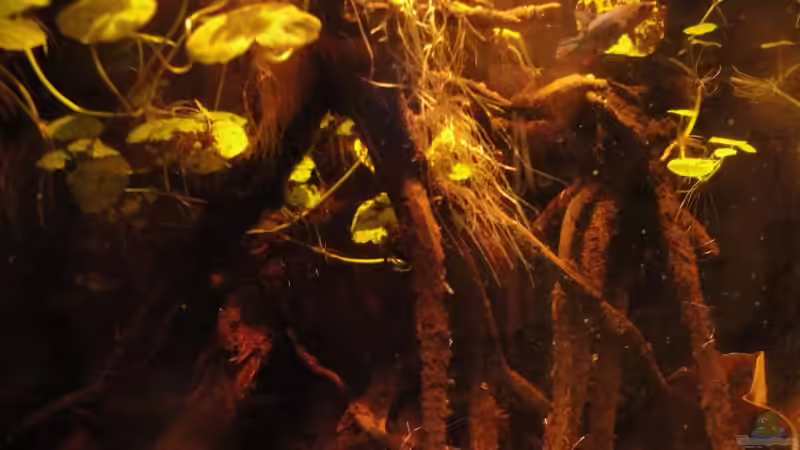 Betta im biotop von Laura (15)