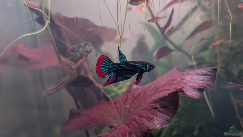 Aquarien mit Betta imbellis (Friedlicher Kampffisch)