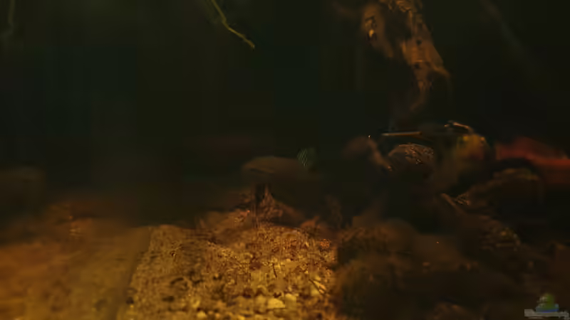 Betta imbellis von Aqua fan (11)