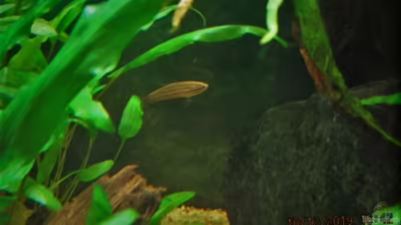 Betta Imbellis Weibchen von okefenokee (70)