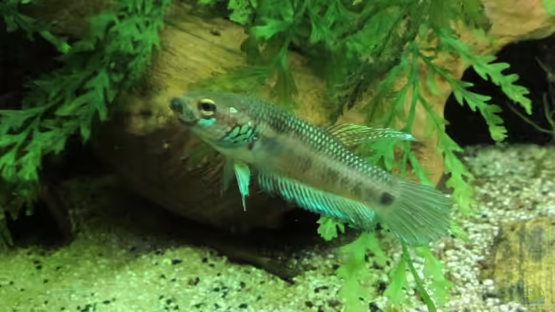 Betta Ocellatus-der unbekannte Riese aus Malaysia und Indonesien