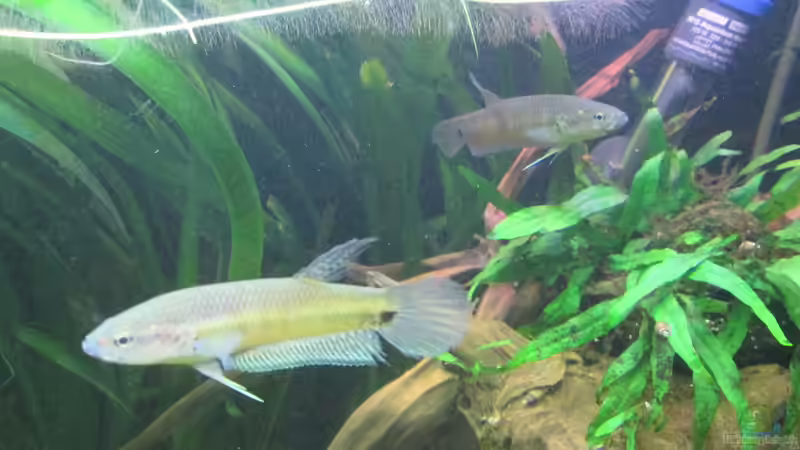 Betta Ocellatus-der unbekannte Riese aus Malaysia und Indonesien