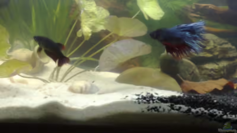 Betta Päärchen von Chris (6)