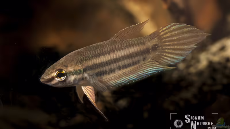 Betta prima nach 3 Monaten im Aquarium von Stanislav Kislyuk (2)