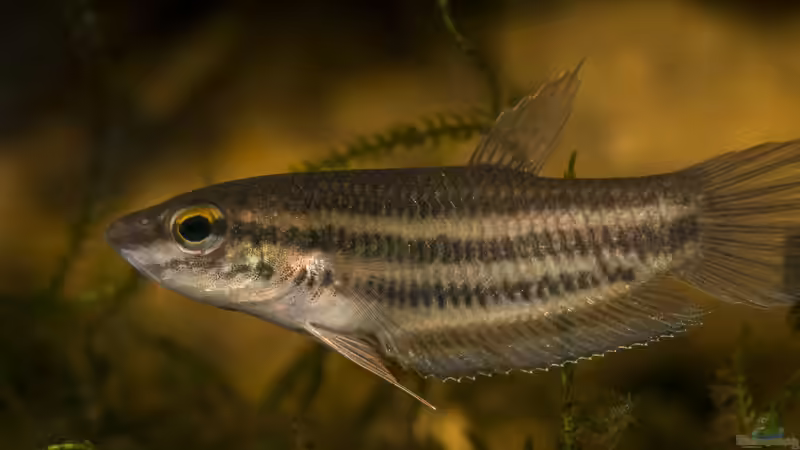 Betta prima ´Phu Quoc Island´ von Stanislav Kislyuk (3)