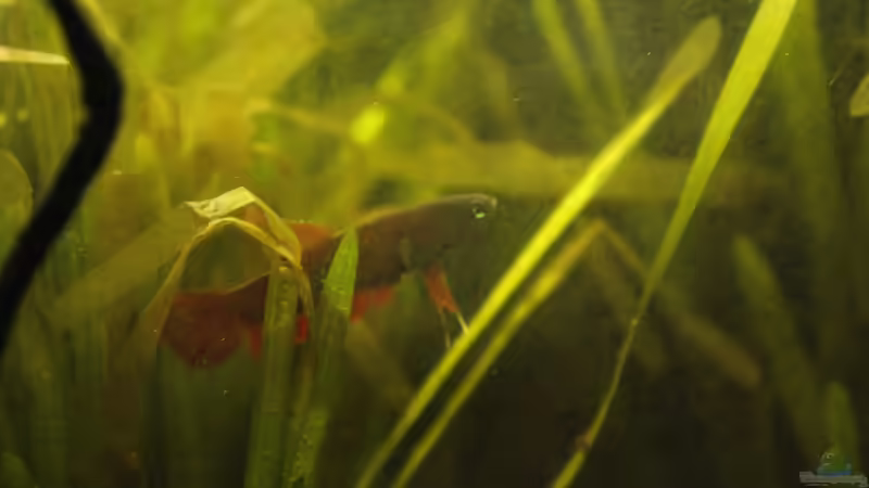 Betta Rutilans Weibchen von Orentia (6)