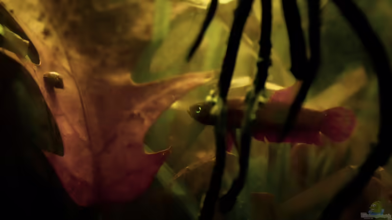 Betta rutilans im Aquarium halten (Einrichtungsbeispiele für Roter Zwergkampffisch)