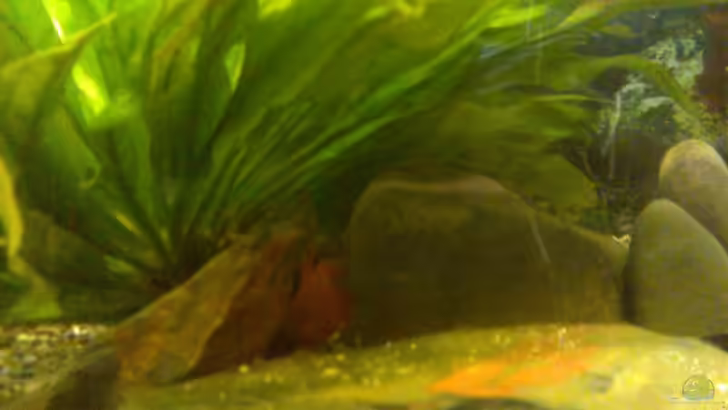 Betta Splendens, Rot, M. von Thomas Müller (16)