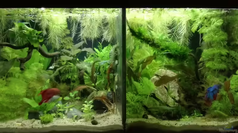 Betta splendens  von Heike Fuchs (1)