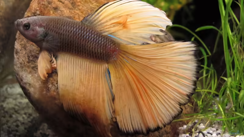 Betta splendens  von Sarah (1)