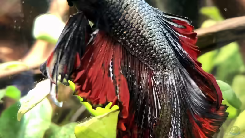 Betta splendens Copper-Red Halfmoon von Niklas Kartzig (4)