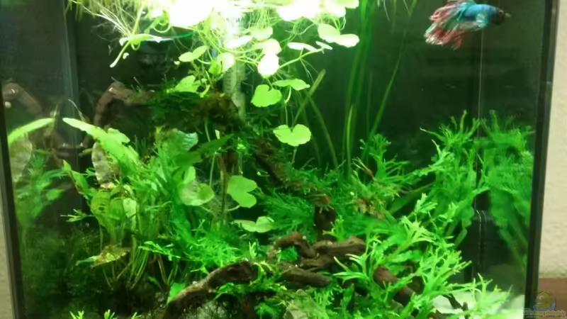 Betta splendens crown tail Becken