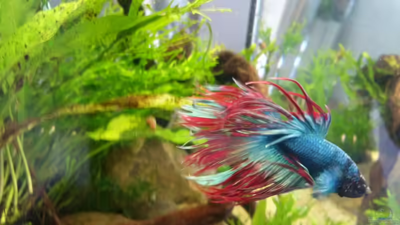 Betta splendens crown tail von Kuller (4)
