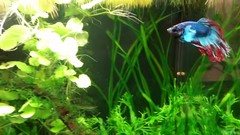 Betta splendens crown tail von Kuller (5)
