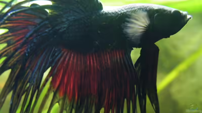 Betta splendens crowntail - 10.07.2011 von bergfrau (28)