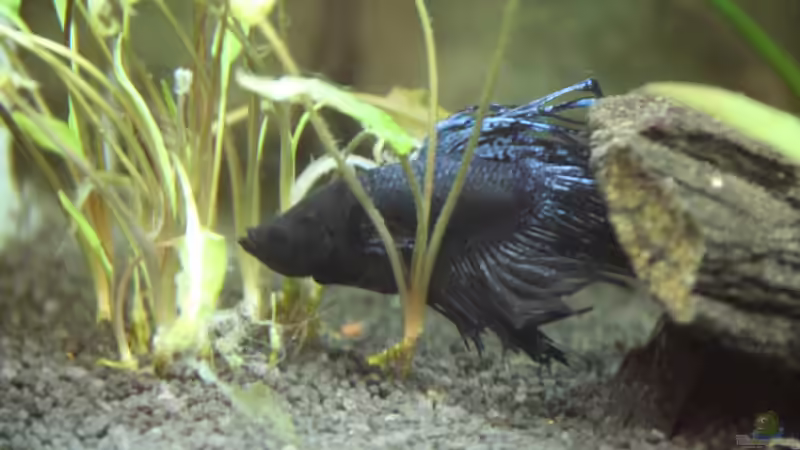 Betta Splendens Crowntail New Black Blue Lace von Domenico W. (8)