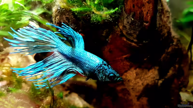 Betta Splendens CT ´Hetfield´  von Erik H. (12)