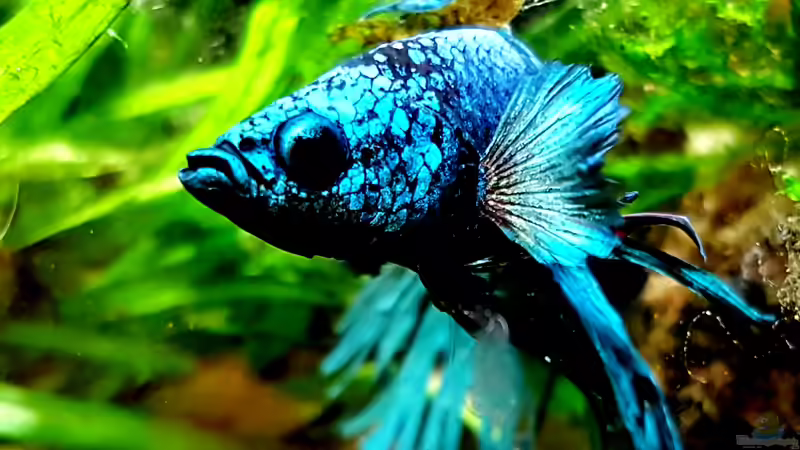 Betta Splendens CT ´Hetfield´  von Erik H. (13)