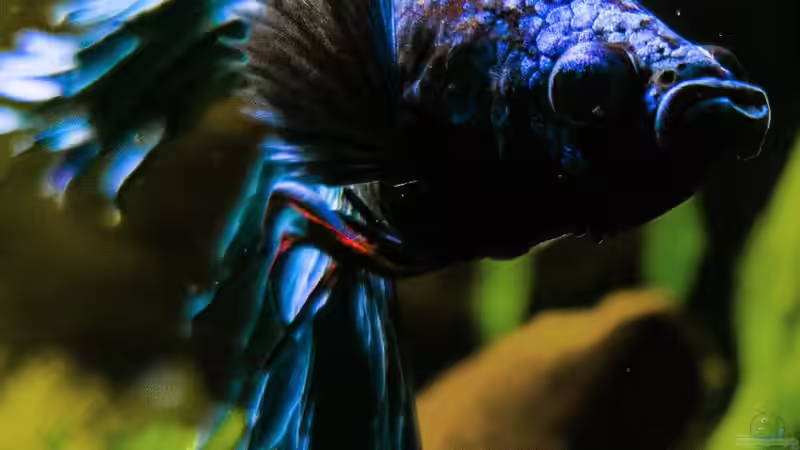 Betta Splendens CT ´Hetfield´  von Erik H. (14)