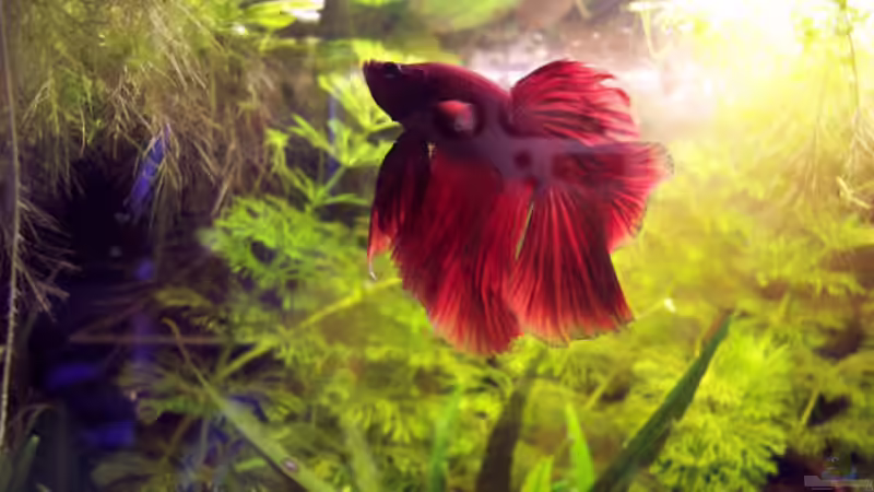 Betta Splendens Halbmond von Kirsten Bishay (3)
