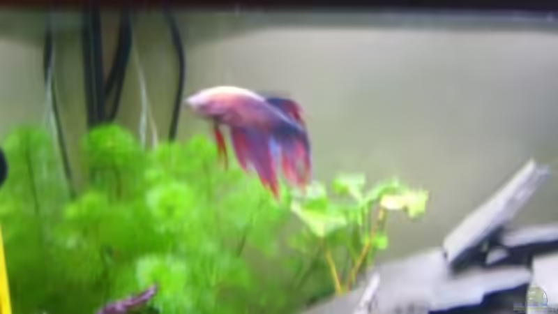 betta splendens (Kampffisch) von Phillip Rein (11)