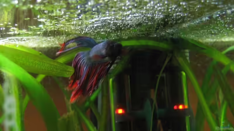 Betta splendens M mit Schaumnest und Gelege(11.03.09) von Frank Förster (5)