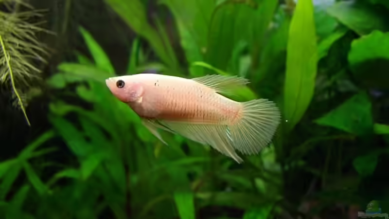 Betta splendens-Mädel in Cello von Denise83 (19)