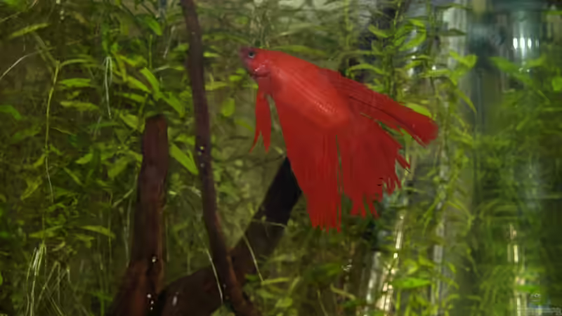 Betta splendens von Algernon (3)