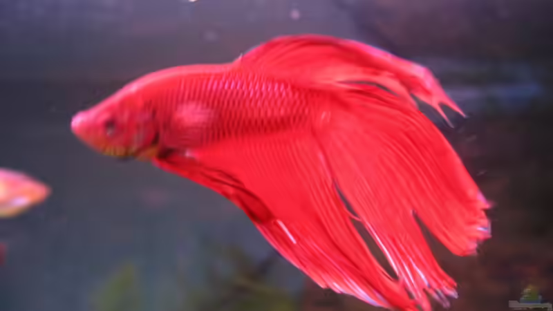 Betta splendens von Janine-R. (9)